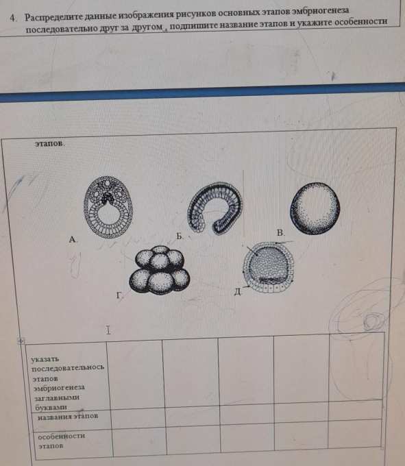 Стадии эмбриогенеза рисунки. Стадии эмбриогенеза ЕГЭ. Этапы эмбриогенеза ЕГЭ. Стадии эмбриогенеза таблица. Этапы эмбриогенеза рисунок.