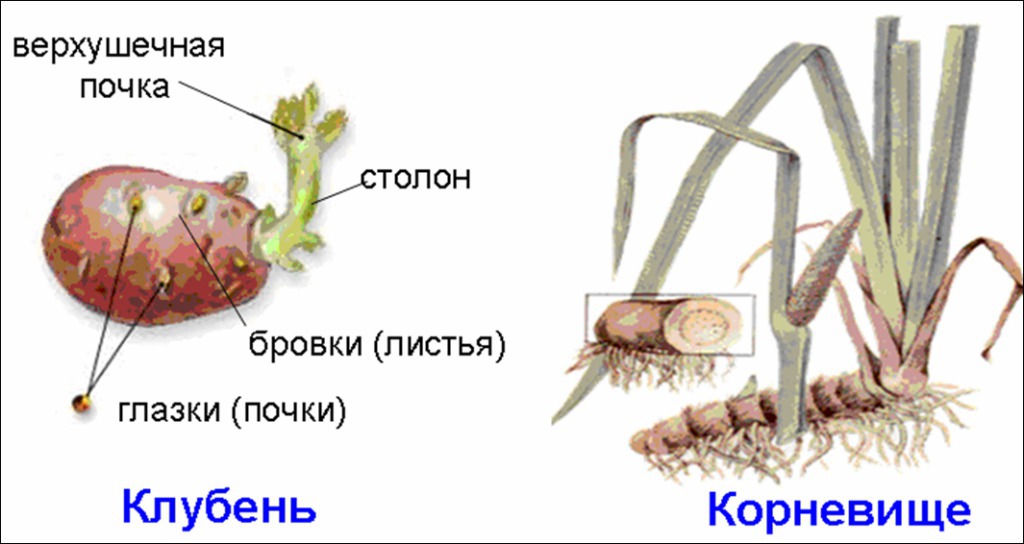 Клубень картофеля и луковица. Клубнекорневица строение. Размножение подземными видоизмененными побегами клубнями. Строение корневища лука порея. Видоизменение побегов корневище.