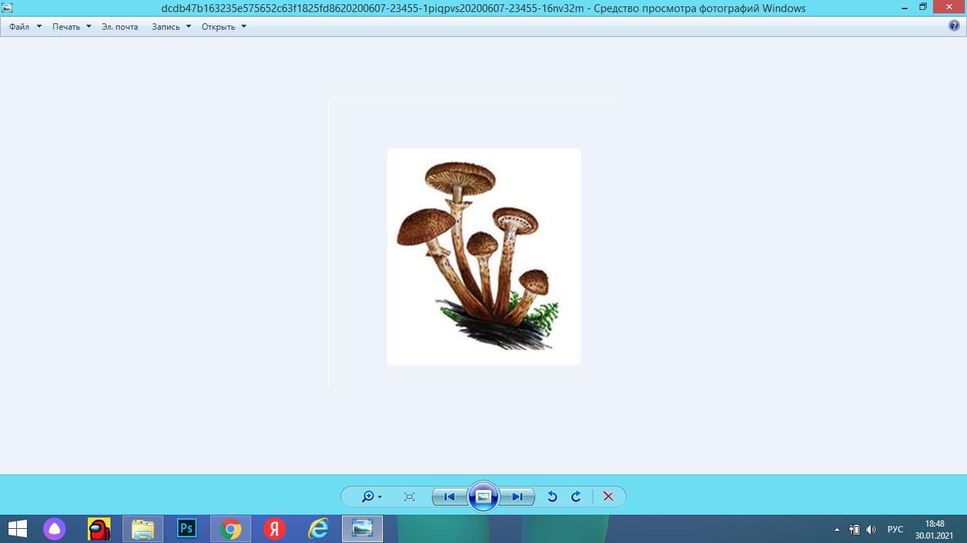 Спора гриба рисунок