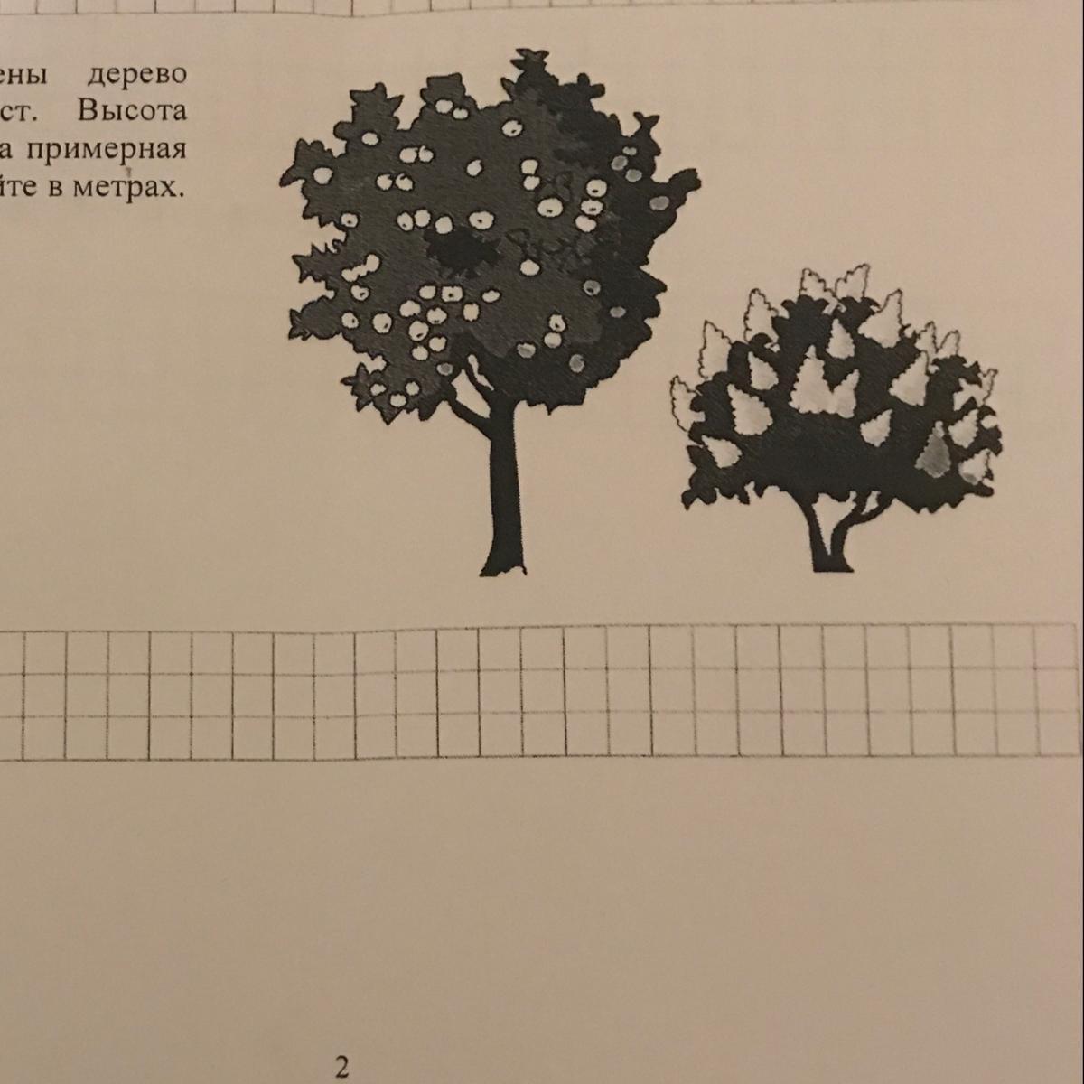Недалеко росло дерево от дома 3 класс. Какова примерная высота дерева. На рисунке изображён д. На рисунке изображены дерево и растущий куст. На рисунке изображение дерево и растущий рядом.