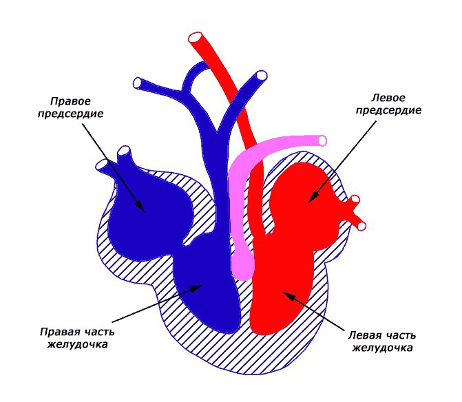На рисунке схематично изображено строение сердца животного относящегося к классу