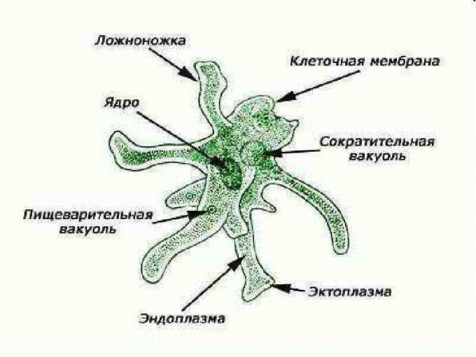 Вставь цифру которой эта органелла обозначена на рисунке