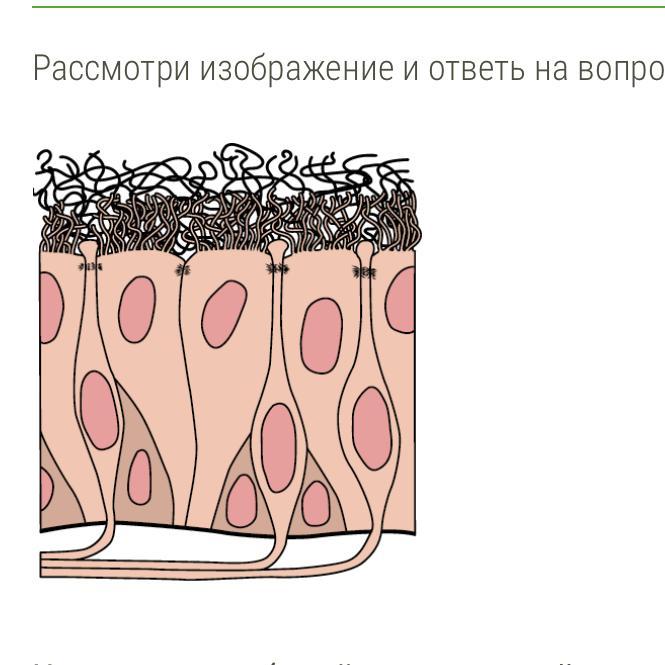 На рисунке изображен реснитчатый эпителий которым выстланы дыхательные пути и носовая полость какое