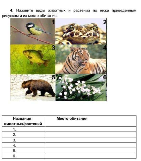 Назовите виды животных. Место обитания 4 видов животных. Вид и подвид животного пример. Запишите более 3 видов животных. К эврифотным относят виды животных.