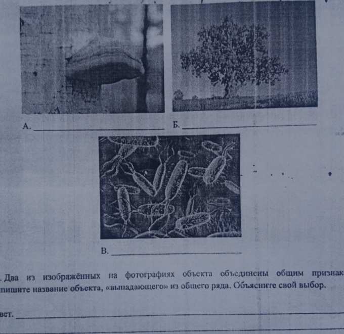 1.2 два из изображённых на фотографиях объекта объединены общим ...