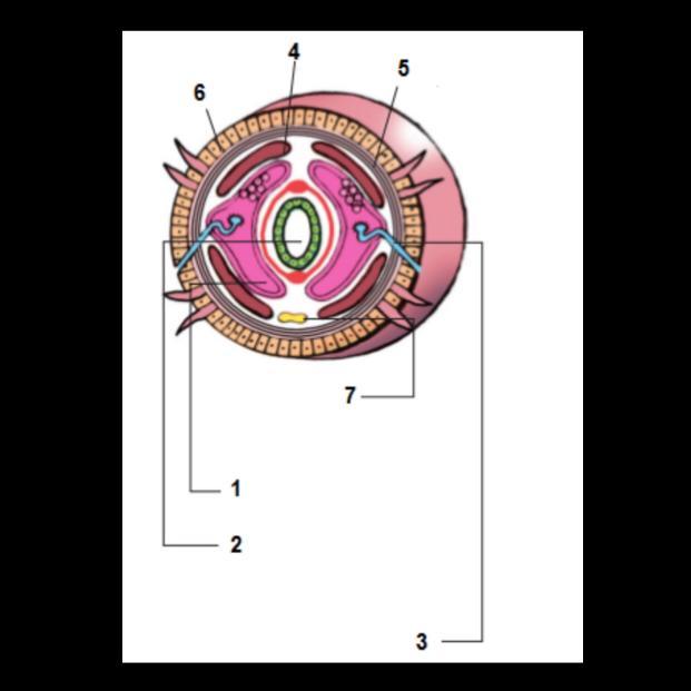 Определи на рисунке цифру которой обозначен. К какому классу относится червь поперечный срез. К какому классу относится червь поперечный. Отметь цифру которой обозначены кольцевые мышцы. К какому классу относится поперечный срез.
