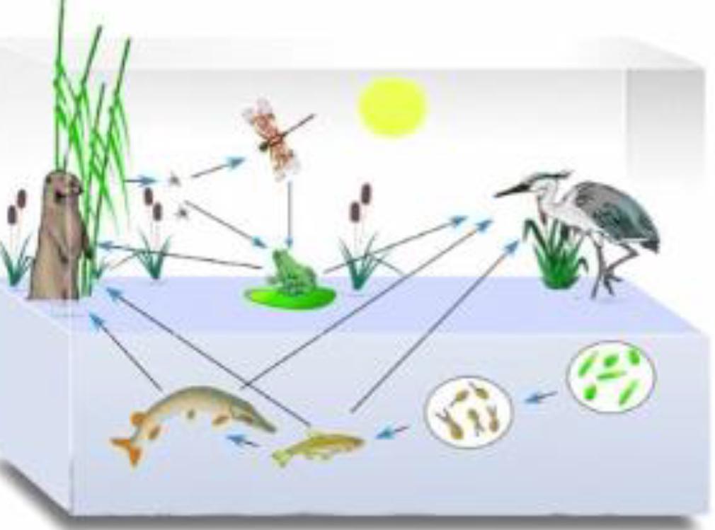 Внимательно изучи рисунок и составь 2 трофические цепи, одна из которых ...