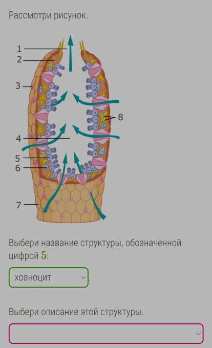 Установи на рисунке цифру которой обозначен. Структура описания картинки. Рассмотри рисунок. Выбери название структуры обозначенной цифрой 8. Рассмотри рисунок укажи название структуры обозначенной цифрой 11. Рассмотри рисунок. Гидра1цифры.PNG.