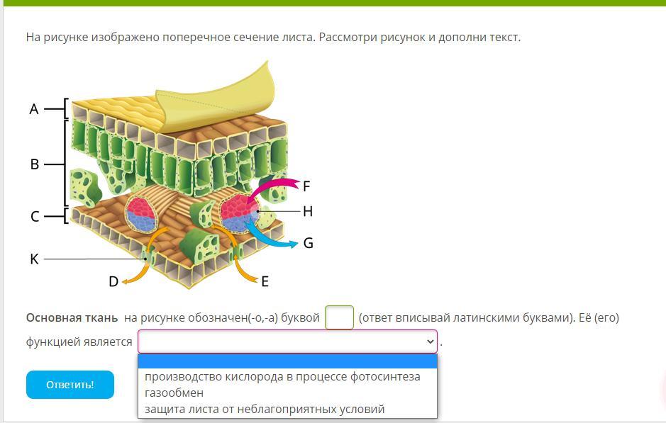 Рассмотри рисунок и дополни текст. Основная ткань листа на рисунке обозначена буквой. Поперечное сечение листа основная ткань на рисунке. Поперечное сечение листа растения ткани. Сечение листа основная ткань.