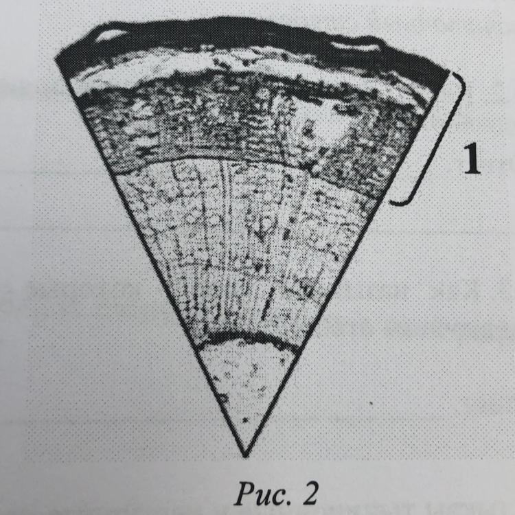 3.3. Максим рассмотрел под микроскопом срез стебля липы и сделал ...