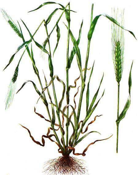 Рассмотрите корневые системы ржи и фа­соли. 2. Найдите в корневой ...