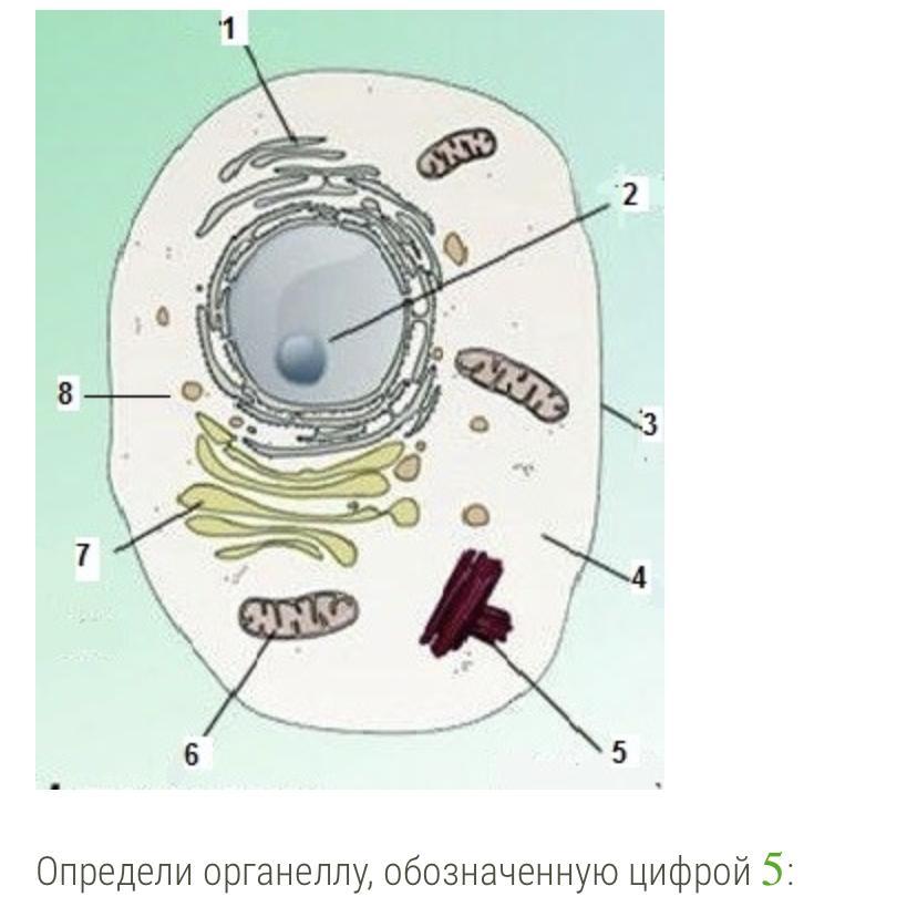 Выберите цифры обозначающие. Органелла цифра 6. Узнай органеллу клетки. Определи органеллу, обозначенную цифрой. Определи функцию органеллы, обозначенной цифрой.