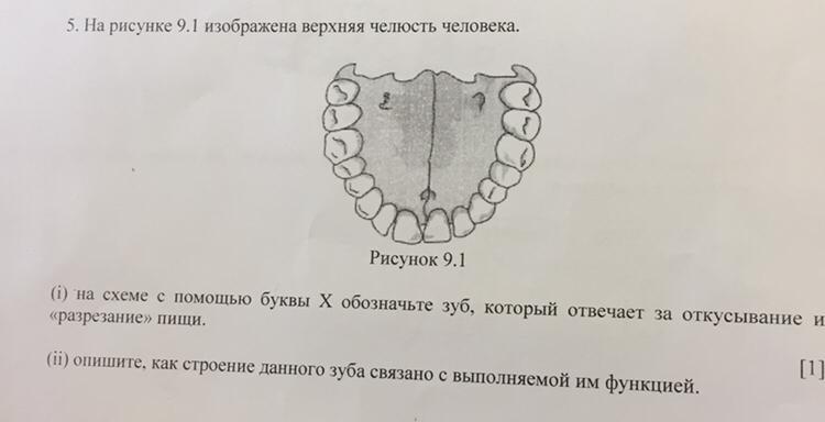 На рисунке 9 приведен. Верхняя челюсть барана в 1 месяц. Сколько каналов в 5 зубе верхней челюсти. Какие зубы человека приспособлены к откусыванию растительной пищи.