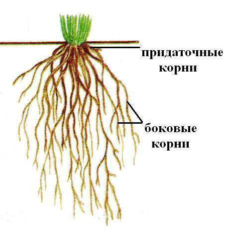 Придаточные корни какие побеги. Придаточные корни в мочковатой корневой системе. Строение мочковатой корневой системы. Мочковатая система корня у пшеницы. Мочковатая корневая система пшеницы.