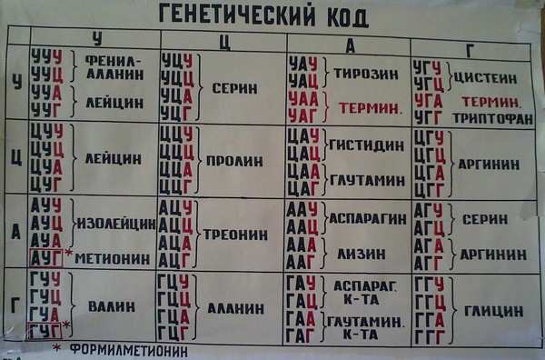 Используя таблицу генетического кода, нарисуйте участок ДНК, в котором ...