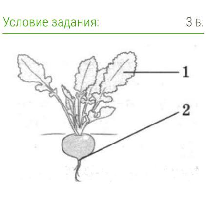 Установи соответствие между цифрой на рисунке