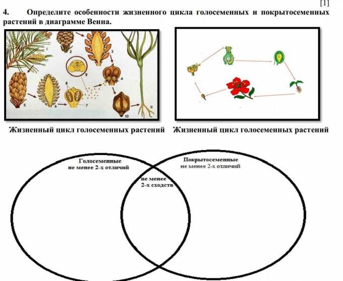 Определите особенности жизненного цикла голосеменных и покрытосеменных ...