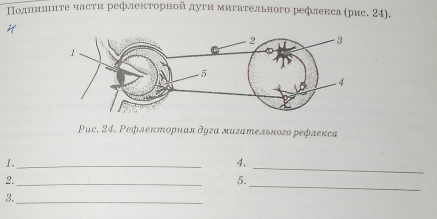 Схема мигательного рефлекса