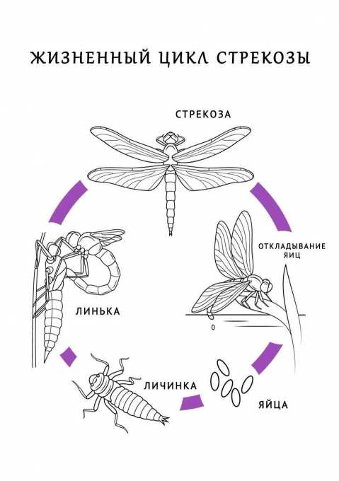 Нужен ответ: Используя знания, полученные при изучении раздела ...
