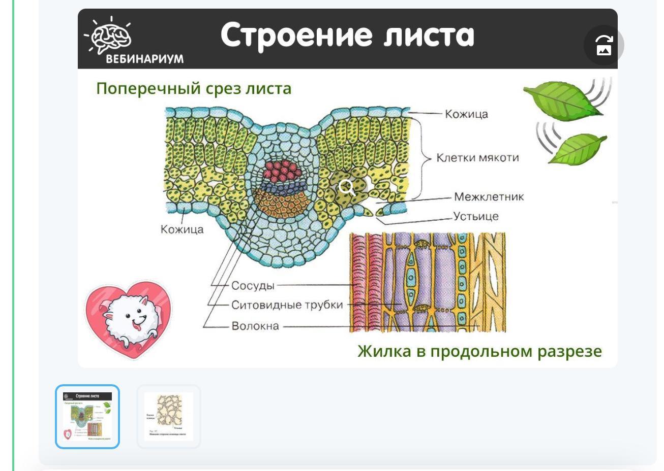 Строение покровной клетки растения. Покровная ткань устьица. Ткань устьица листа. Устьица листа функции и ткань. Поперечный срез устьица листа.