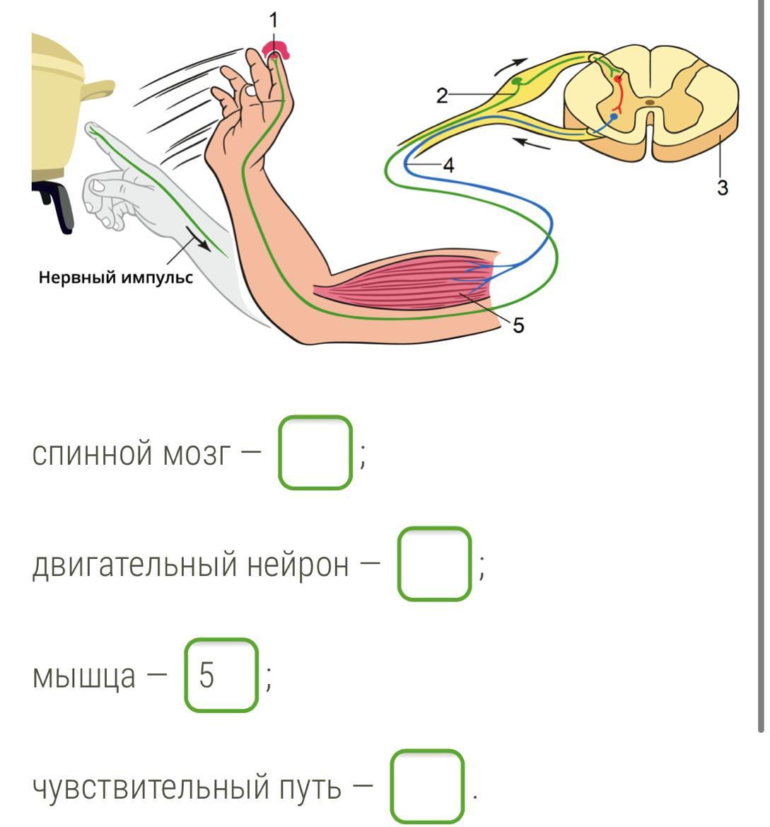 Начертите схему рефлекторной дуги отдергивания руки от горячего предмета