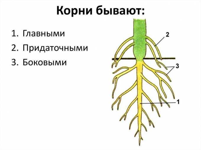 Корневая система фасоли рисунок