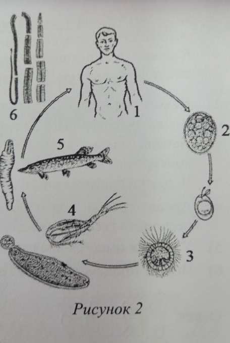 Срочно! Впр Рассмотрите рисунок 2 на котором представлен цикл развития ...