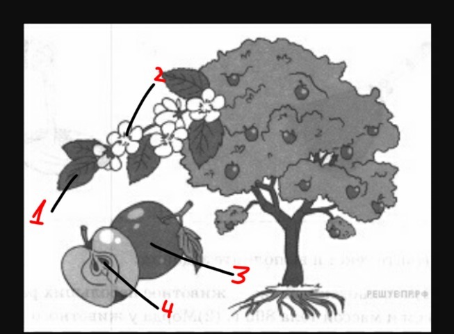 Покажите стрелками. Рассмотрите изображение яблони. Рассмотрите изображение яблони и выполните задания. Яблоня стебель лист цветок. Подпиши части дерева яблоня.