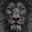 LionColl