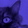 meow0w3