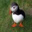 penguin02