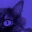 meow0w3