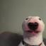 ThePittBull