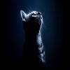 NightlyCat
