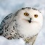 ПолярнаяСовka