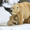 bearcab