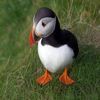 penguin02