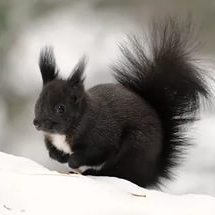 БелаяЧёрнаяБелка