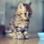 Masha1234cat